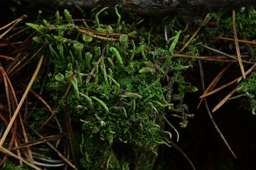 Moss and Lichen on the surface of old tree in the autumn forest