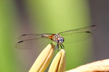 close up of dragonfly on flower