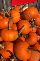 bunch of pumpkins.  full frame background