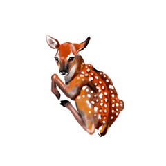 Drawing of a little baby deer laying down. Isolated on a white background. Bembi watercolor.