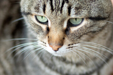 Naklejka na ściany i meble cat close-up, green eyes