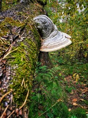 mushroom in the forest