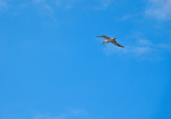 White Sea gull (Larinae) flies in front of a blue sky with little clouds. Denmark.