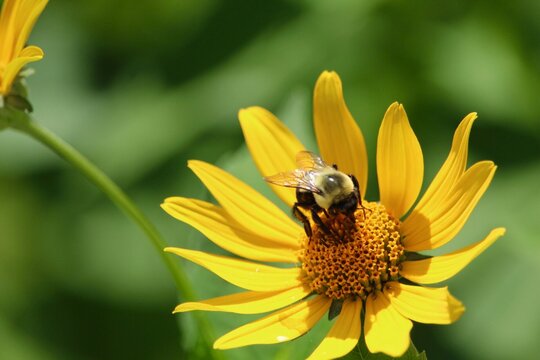 Bumble bee on yellow flower.  macro photography
