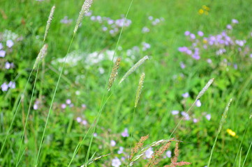 grass with dew drops