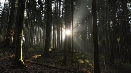 Magic morning sunrise with sun rays in dark mossy forest landscape. Drone shot.  