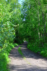 path in the forest