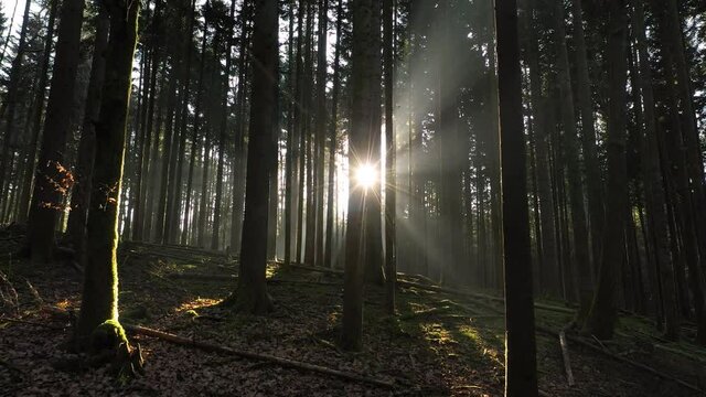 Magic morning sunrise with sun rays in dark mossy forest landscape. Drone shot.  
