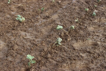 sadzenie truskawek, planting strawberries, truskawki