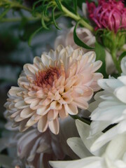 dahlia flower in garden