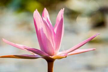 Various views of a lotus flower