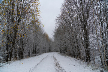 Winter road through the forest	