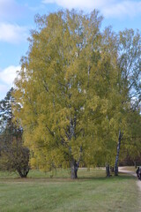 golden autumn in Pushkin places
