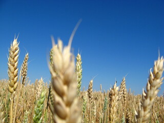 Fototapeta premium wheat ear spikelets bread ripe grain panorama object skyline summer sun