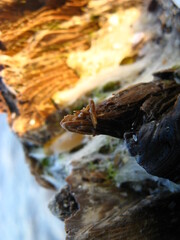 
seashells coast black sea beach tree pier ruins ruins seashells water waves sand summer vacation tourism day clear sky panorama