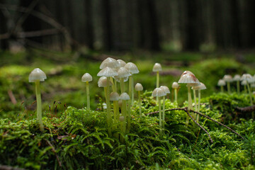 Las setas de los bosques de Europa  © Vlad