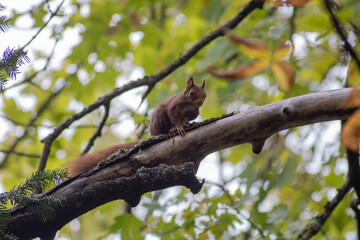 écureuil 