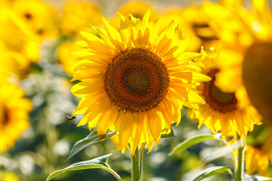 Sunflower close up