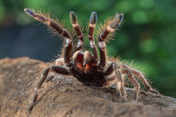 Ceratogyrus darlingi ready to attack