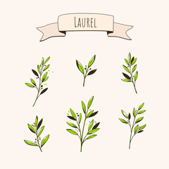 Set of laurel branch. Flat vector illustration. - obrazy, fototapety, plakaty