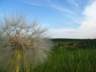 Fototapeta na wymiar Dandelion field nature flowers sky summer grass