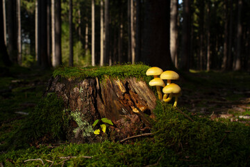 setas que crecen en los arboles cortados 