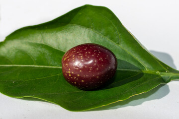 Aceitunas hojiblancas