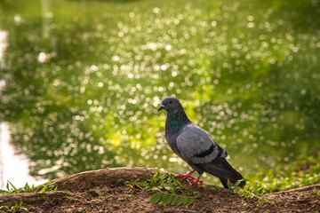 Normal pigeon with twig near leg near the green fresh pond