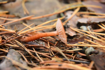 Poisonous mushrooms growing in a coniferous forest. Colorful toadstools in the grass. Autumn season.