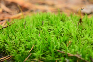 Moss on the surface of old tree in the autumn forest
