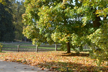 autumn in the park