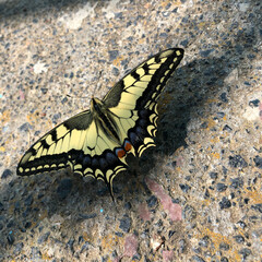 fun Swallowtail (Papilio machaon) isolated on table