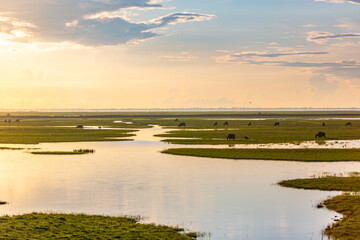 Water buffalo during sunrise in Phatthalung province, Thailand