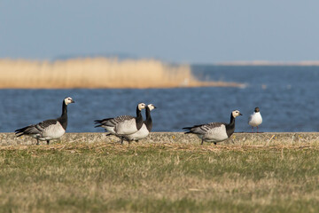 The barnacle goose (Branta leucopsis) walking by the sea