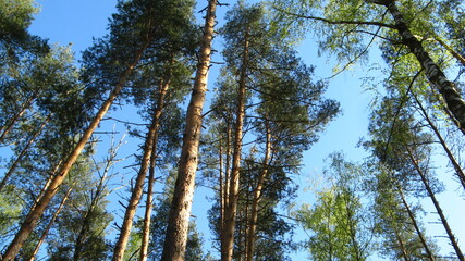 pine trees tree trunks blue clear sky spring coniferous forest tree crowns