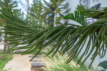 House Pine or Araucaria heterophylla
