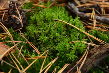 Moss on the surface of old tree in the autumn forest