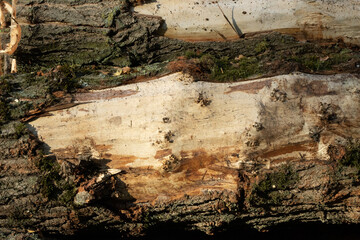 Obraz na płótnie Canvas Wooden texture to use as background