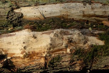 Wooden texture to use as background