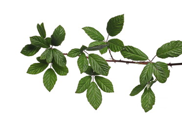 wild, blackberry, stem, tree, twig, branch, leaves, foliage, isolated, white, abstract,...
