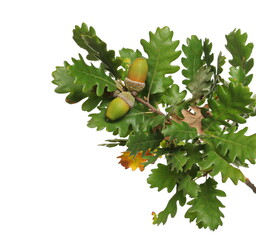 Oak leaves on branch with acorn, yellow green foliage in autumn isolated on white background