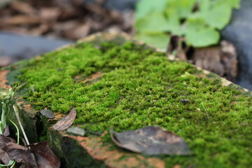 green moss on a rock