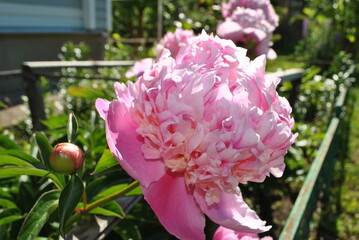 Garden flowers peony pink flower petals