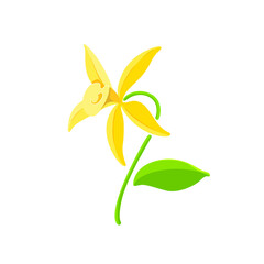 The flower of vanilla. Vector colorful illustration for packaging in the field of cosmetology, food