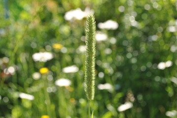 ear of grass field plants blurred background