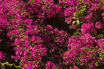 Obraz premium Pink bougainvillea flower (climbing plant) wall detail at Park Güell, Barcelona, Spain