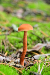 Poisonous mushrooms growing in a coniferous forest. Colorful toadstools in the grass. Autumn season.