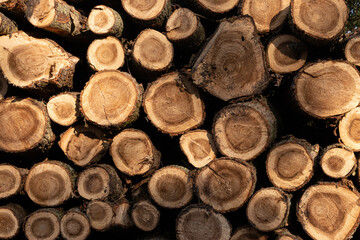 Pile of round wood, trees chopped on the forest, logging 