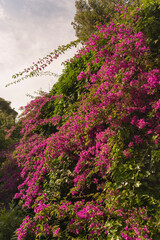 Obraz premium Pink bougainvillea (climbing plant) flower wall with green leaves at Park Güell, Barcelona, Spain vertical