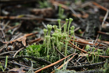 Moss and Lichen on the surface of old tree in the autumn forest macro